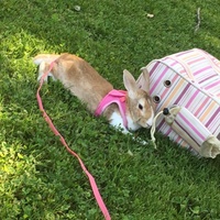 ひめ
