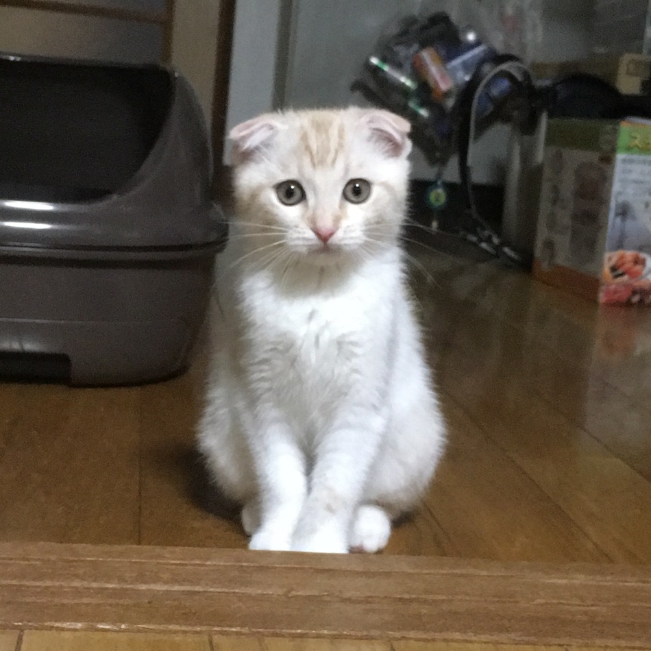 おにぎりのカバー写真