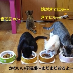 かわいいが仕事です。。。いん　大府市～