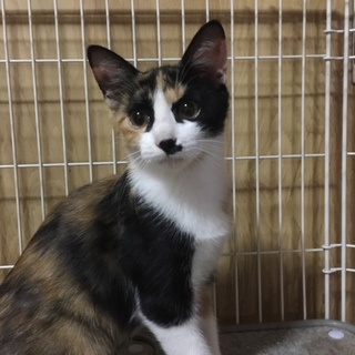 毛並のきれいな三毛猫の子猫です