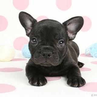 可愛いがって下さい。