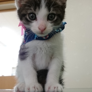 可愛いやんちゃボーイ