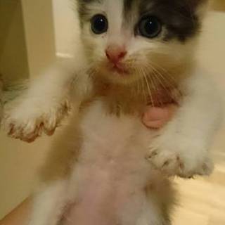 とっても可愛い子猫
