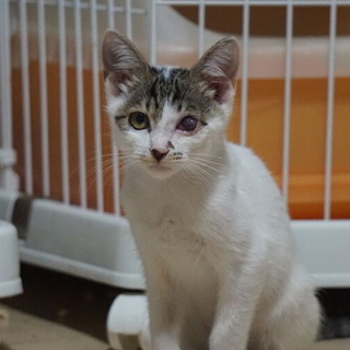 目は治療中だけど元気な白サバくん