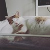 カヤマ