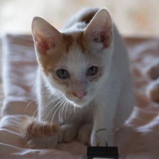 白茶　とても可愛い盛りの男の子