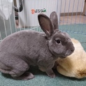 うさぎの里親募集(ミニレッキス)