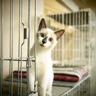 海岸に捨てられたアイコちゃん♀とジェイ君♂