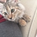 美人な長毛こねこちゃんの里親さん募集