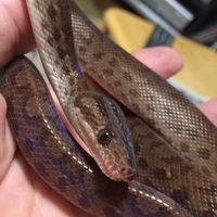 コロンビアレインボーボア