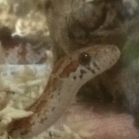 コーンスネーク ノーマル