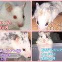 ★ゴルハム譲ります★