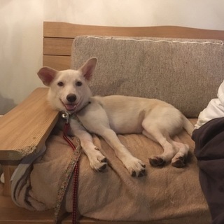 やっこちゃんのずっとの家族募集（協力募集）