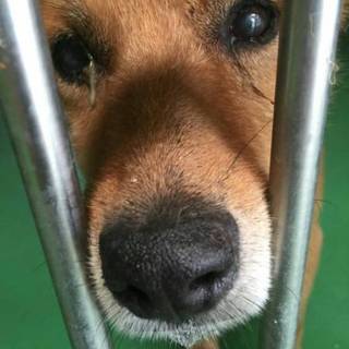 素敵な里親様とであえました！！！(><)感謝！