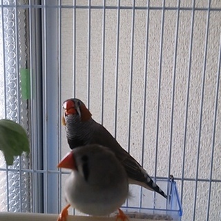 キンカチョウの里親になってください。