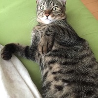 シシ
