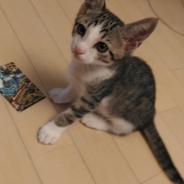 ちょこん