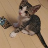 ちょこん