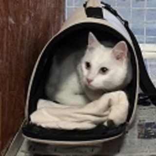 人懐っこい白猫