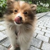 リコリン