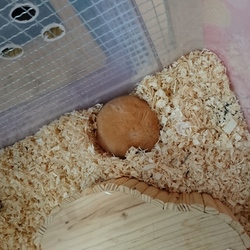 丸い物体の正体は