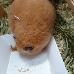 ミルワームを食べる