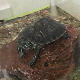 ミドリ亀の里親さん募集