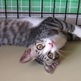 キレイなキジ白男の子