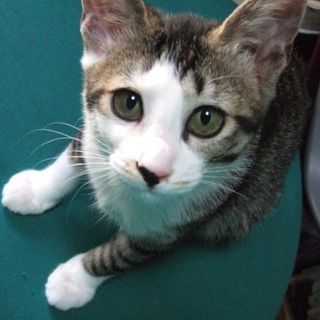 人懐こいキジシロ女の子