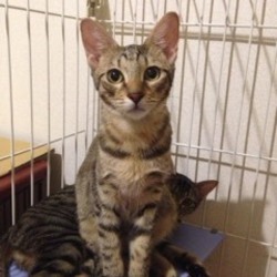 たくさんの可愛い猫参加、譲渡会開催です！