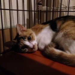 たくさんの可愛い猫参加、譲渡会開催です！ サムネイル2