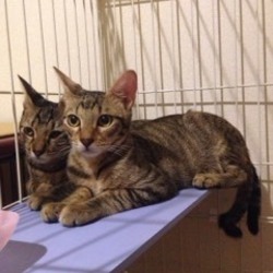 たくさんの可愛い猫参加、譲渡会開催です！ サムネイル3