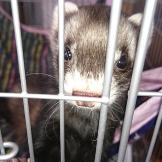 フェレットの里親を募集