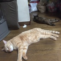 茶トラの里親さんを募集しています！