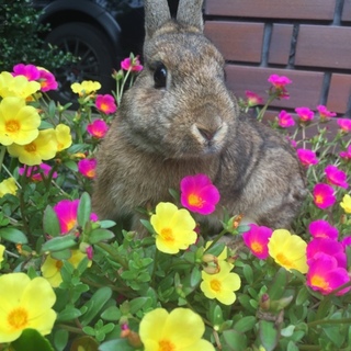 里親様決定✨ありがとうございました！