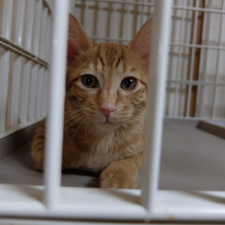 虐待現場で育てられたヒノキくん