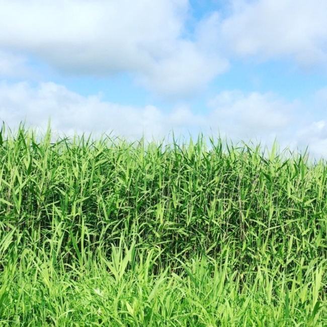 もやしくんのカバー写真