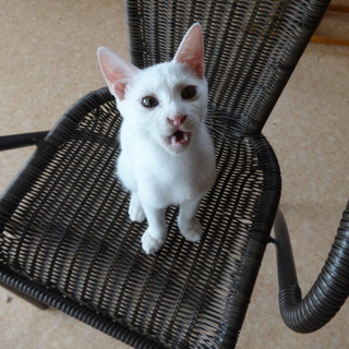 子猫　男の子　白猫３か月　