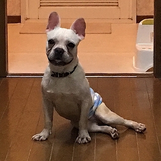 フレンチブルの「ポム君」家族募集中！