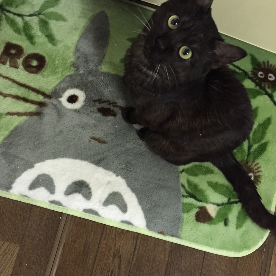 くろのカバー写真