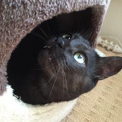 飼い始めたきっかけと、手放す理由〜