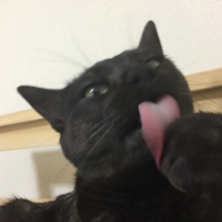 「飼い始めたきっかけと、手放す理由〜」サムネイル2