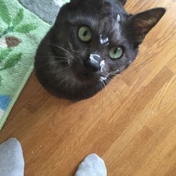 「飼い始めたきっかけと、手放す理由〜」サムネイル3