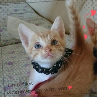 生後1ヶ月の子猫ちゃんの里親募集してます‼