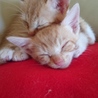 生後1ヶ月の子猫ちゃんの里親募集してます‼ サムネイル2