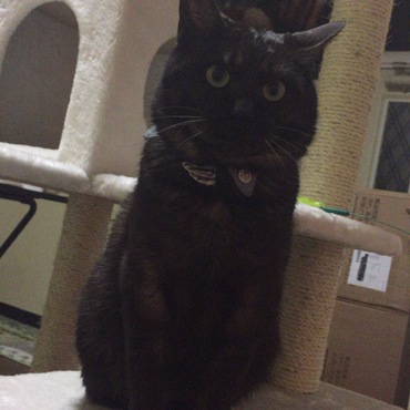 飼い始めのころ！おでぶさん？