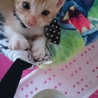 生後1ヶ月の子猫ちゃんの里親募集してます‼ サムネイル4