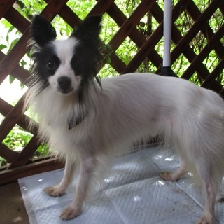 心臓病のフル―ト君（交渉中です。）