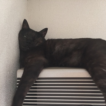 暑いよ〜〜ι(´Д｀υ)ｱﾂｨｰ