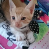 生後1ヶ月の子猫ちゃんの里親募集してます‼ サムネイル3